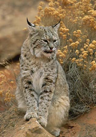 bobcat.jpg