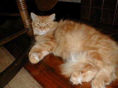 cat.jpg