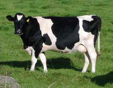 dairy-cow1.jpg
