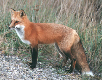 fox_4.jpg