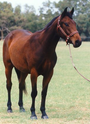 horse.jpg