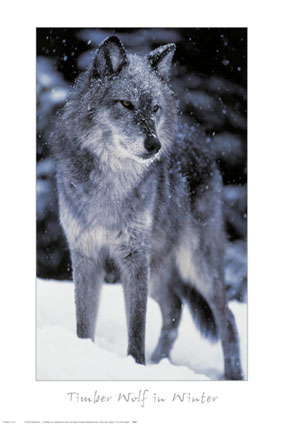 leeson-tom-and-pat-timber-wolf-9916620.jpg