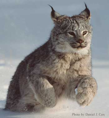 lynx21.jpg