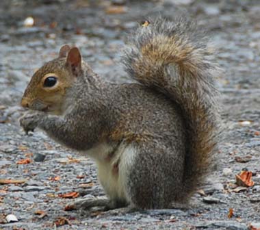 squirrel-gray.jpg