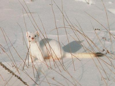 weasel1.jpg