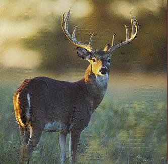 white_tail_buck3.jpg